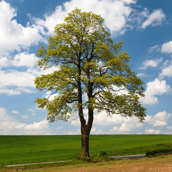 Springtime view of maple tree with field — Stock Image Springtime view of maple tree with field Royalty Free Stock Images