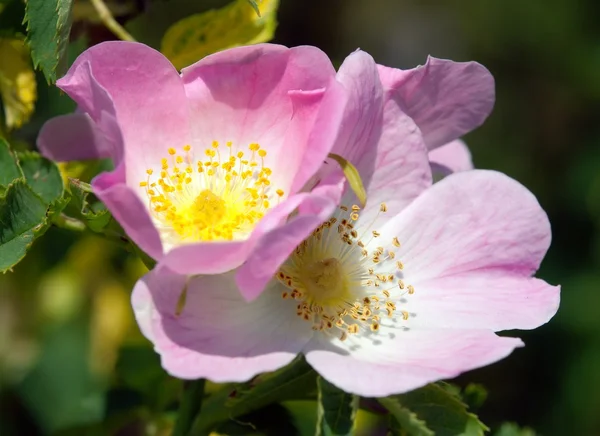 Schöne rosa und gelbe Blume der Hundsrose — Stockfoto