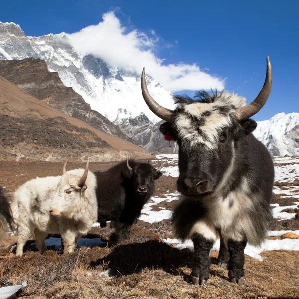 Yaks on the way to Everest base camp and mount Lhotse — Stock Photo, Image