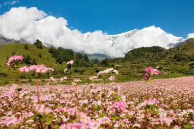 mount dhaulagiri - nepal'ın panoramik manzarasını akşam 