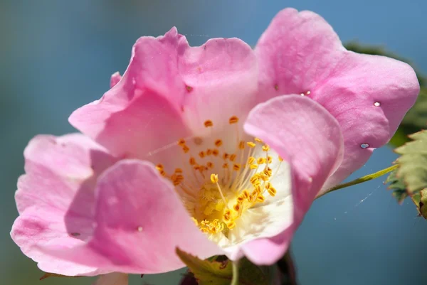 Piękny kwiat różowy i żółty pies róża — Zdjęcie stockowe