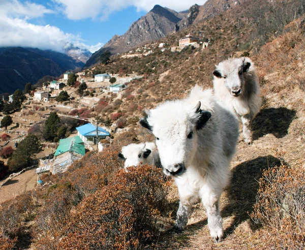 Unga jakar och Portse village - sätt att Everest basläger — Stockfoto