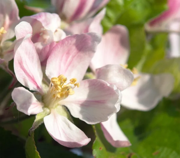 Detalhe de tempo de primavera de flor de árvore de maçã — Fotografia de Stock