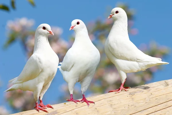 Tres palomas blancas sobre fondo florido — Foto de Stock