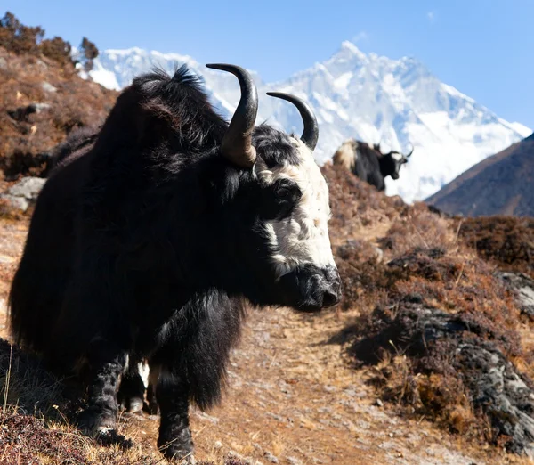 Yak en el camino al campamento base del Everest y monte Lhotse — Foto de Stock