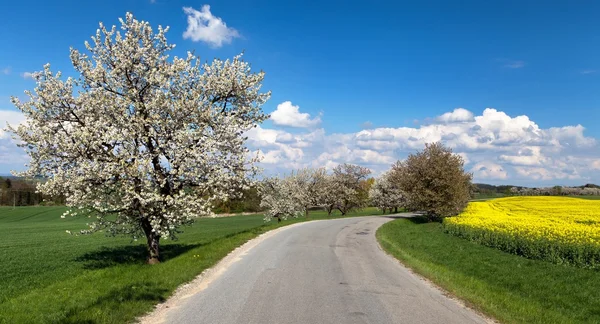 Oad ve çiçekli kiraz ağaçlarının sokak — Stok fotoğraf