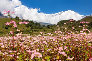 mount dhaulagiri - nepal'ın panoramik manzarasını akşam 