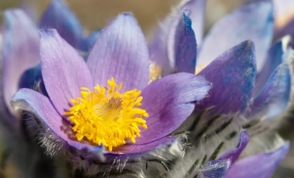 Blue and yellow early springy flower of pasqueflower — Stock Photo, Image