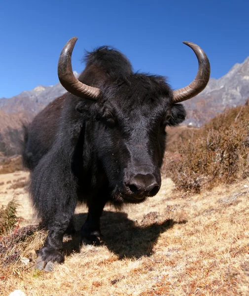 Black yaks on the way to Everest base camp - Nepal — Stock Photo, Image