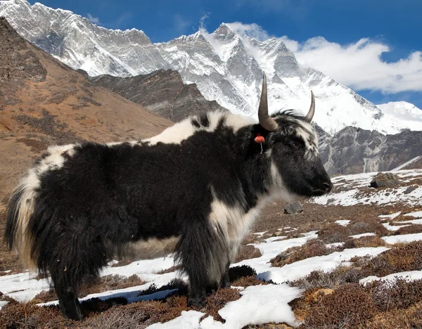 Yak en route vers le camp de base de l'Everest et le mont Lhotse — Photo