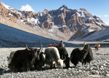Ladakh, india, 25 settembre 2013 - gruppo di yak (bos grunniens o bos mutus) e cavalli con gli uomini in montagne dell'Himalaya grande, rupshu Valle ladakh, india
