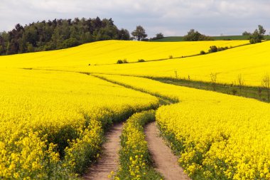 Kolza (brassica napus alan)