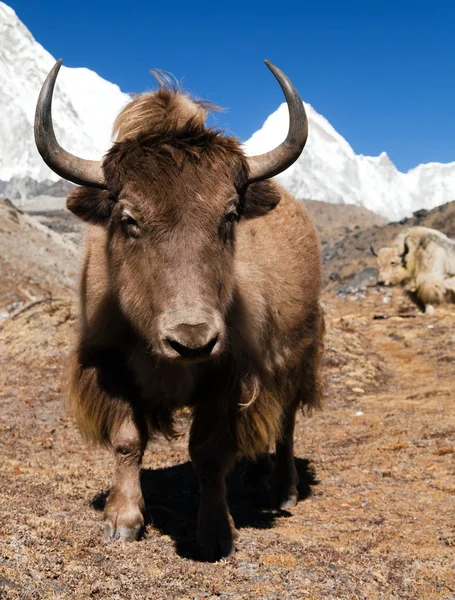 牦牛在去珠峰大本营的路上和装载 Pumo ri — 图库照片