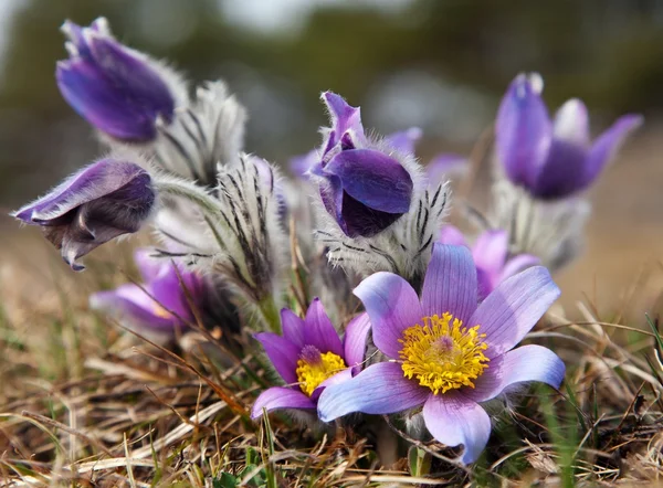 Hermosa flor azul de pasqueflower en el prado —  Fotos de Stock