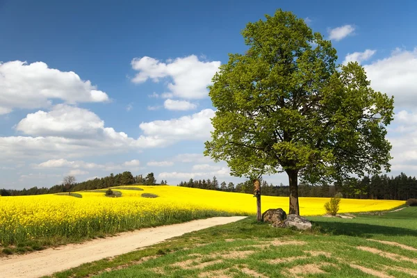 View of way between rapeseed field and lime tree — Stock Photo, Image