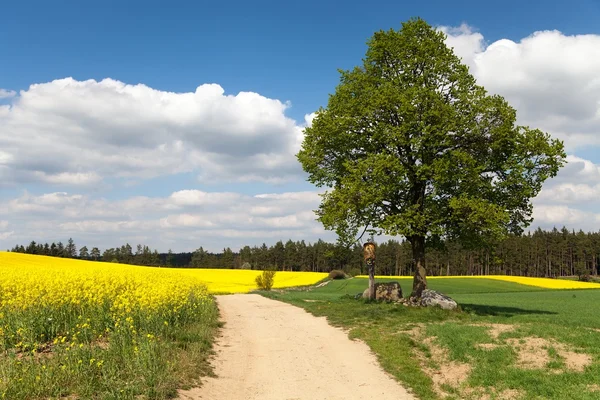 View of way between rapeseed field and lime tree — Stock Photo, Image