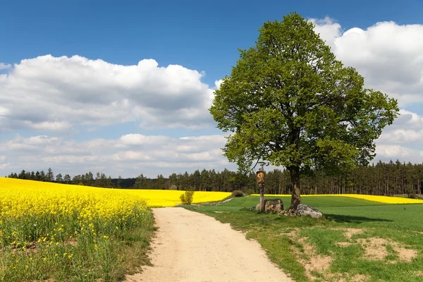 View of way between rapeseed field and lime tree Stock Photo