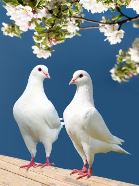 çiçekli zemin üzerine iki beyaz güvercin
