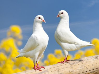 two white pigeons on perch with yellow flowering background clipart