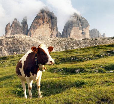 inek ve mount Tre Cime veya Drei Zinnen görünümünü