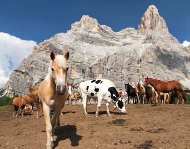 Atları altında Monte Pelmo İtalyan Dolomities içinde