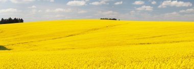 Kolza tohumu çiçekli alanının panoramik görünüm