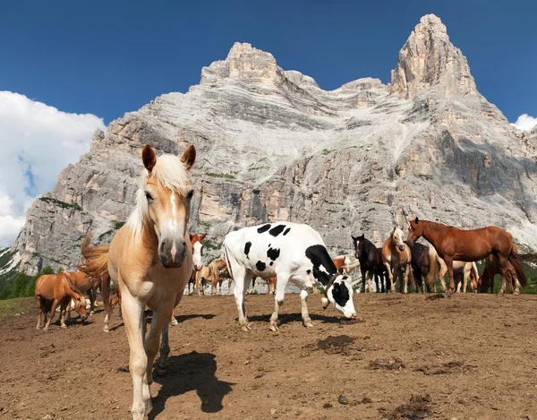 Caballos bajo Monte Pelmo en Dolomidades Italianas — Foto de Stock