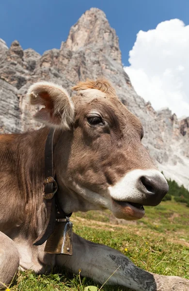 Krowa w pobliżu Monte Pelmo, Dolomity, Włochy — Zdjęcie stockowe