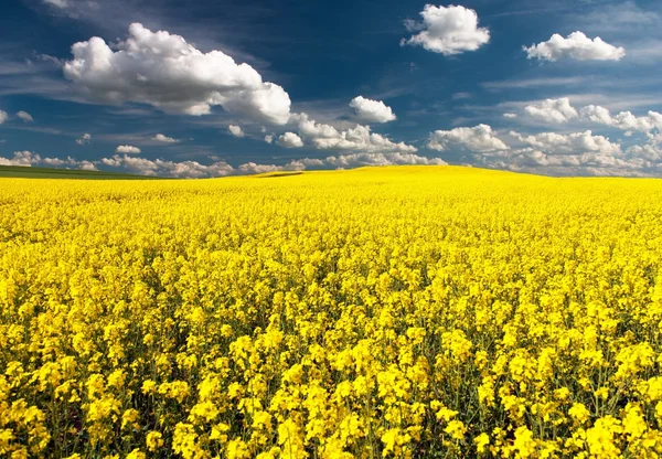 Golden field of flowering rapeseed with beautiful clouds — Stock Photo, Image