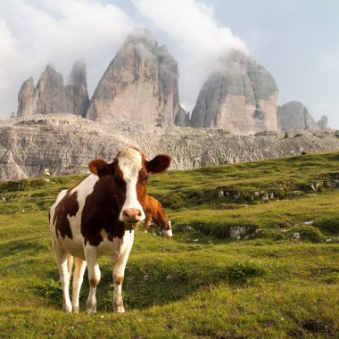 inek ve mount Tre Cime veya Drei Zinnen görünümünü