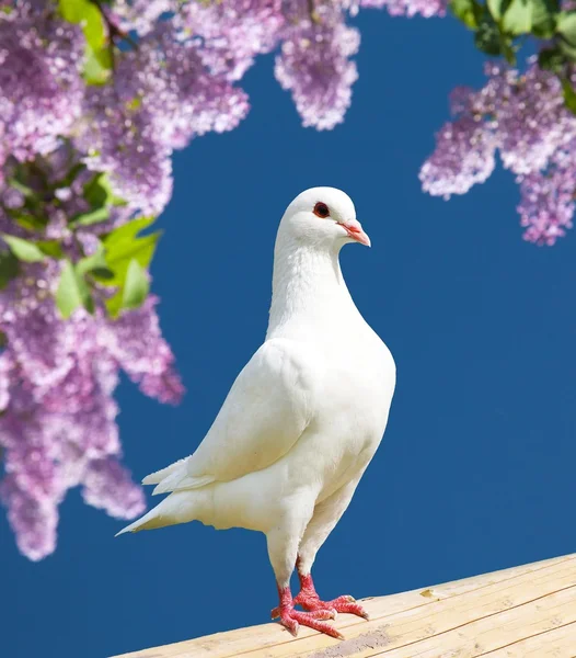 Un piccione bianco — Foto Stock