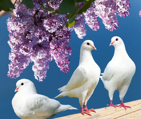 Three white pigeons on perch with flowering lilac tree — Stok fotoğraf