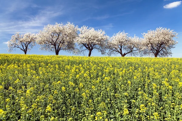 Field of rapeseed and alley of cherry tree — Stock Photo, Image