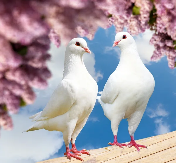 two white pigeons on perch with flowering lilac tree