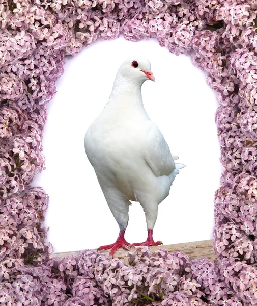 Bella vista di un piccione bianco — Foto Stock