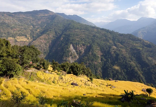 Campo de arroz en terrazas doradas en el valle de Solukhumbu, Nepal — Foto de Stock