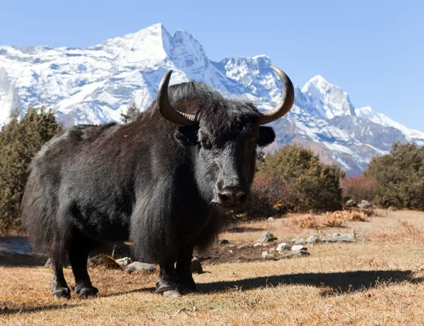 Black yak on the way to Everest base camp — 图库照片