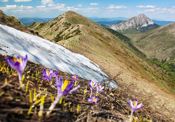 Весенний вид на цветущие крокусы
