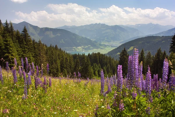 Uitzicht vanaf de Oostenrijkse Alpen rond Zell am See — Stockfoto