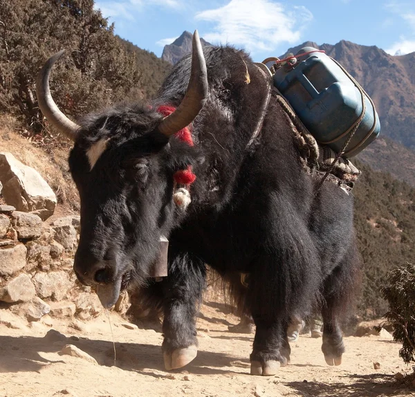 Svart yak på väg till Everest basläger - Nepal — Stockfoto