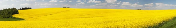 Vista panorâmica do campo florido de colza — Fotografia de Stock