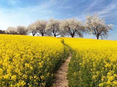 Kolza tohumu alan, parhway ve sokak çiçekli kiraz ağaçları