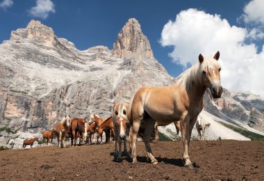 Atları altında Monte Pelmo İtalyan Dolomities içinde