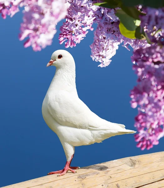 One white pigeon — Stock Photo, Image