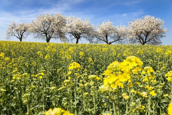 Field of rapeseed and alley of cherry tree — Stock Photo, Image