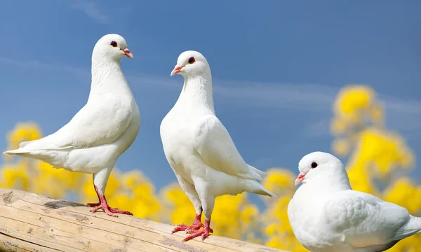 Three white pigeons on perch with yellow flowering background — Stock Fotó