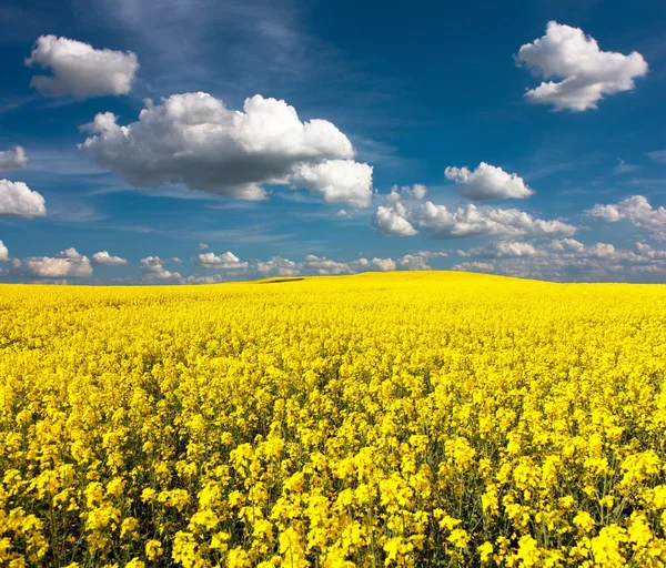 Золотое поле цветущего рапса с красивыми облаками — стоковое фото