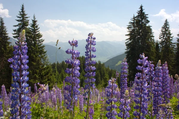 View from Austrian Alps around Zell am See — Stock Photo, Image