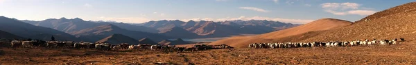Večerní panoramatický pohled stáda koz a ovcí — Stock fotografie