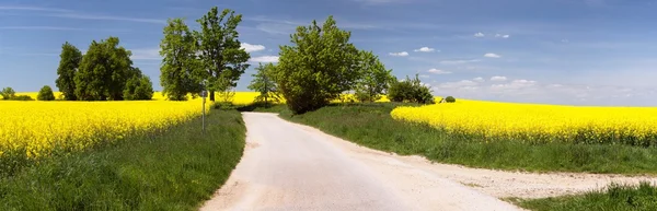 Champ de colza avec route rurale — Photo